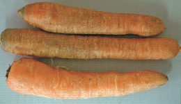 Symptôme de carence en bore sur carotte